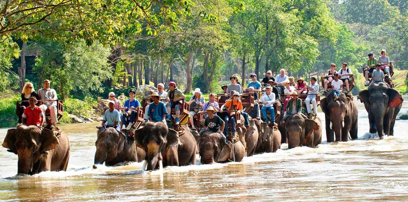 Elephants in Asia, Elephants World in Kanchanaburi, elephant hills, khao sok national park, Patara Elephant Farm, Shangri Lao Elephant Village See Elephants in Asia