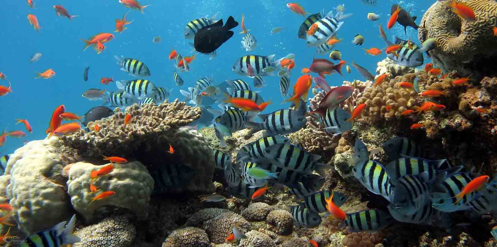 Phu Quoc Vietnam, ham ninh Phu Quoc, hon thom Phu Quoc, ganh dau Phu Quoc, rach tram Phu Quoc, cua can Phu Quoc Something \"fishy\" on Phu Quoc: Five villages worth casting an eye on