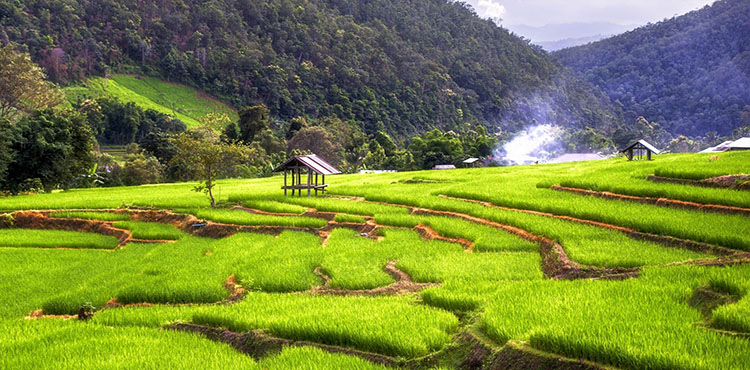 14657867692765_Laos_14641642569267_Rice-filed.jpg
